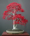 Japanese Maple